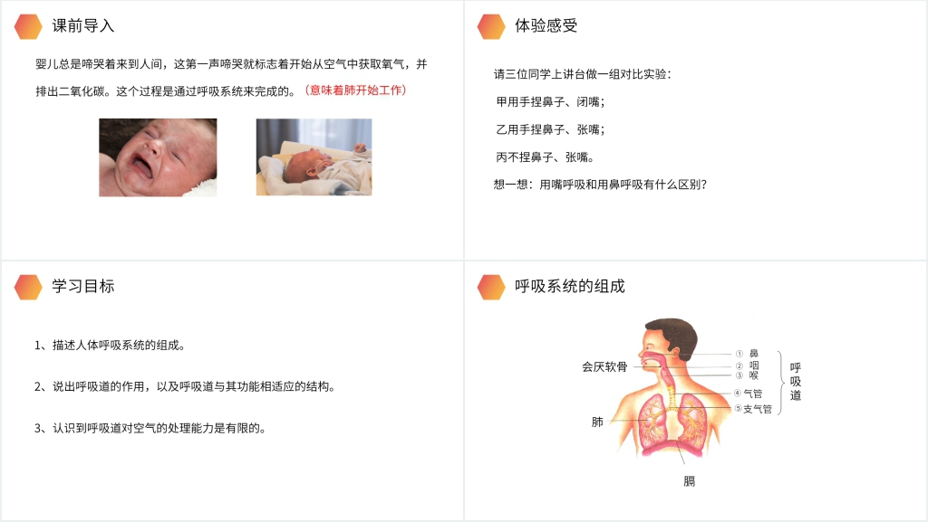 人教版生物七年级初一下册《呼吸道对空气的处理》PPT课件 人教版生物七年级初一下册《呼吸道对空气的处理》PPT课件
