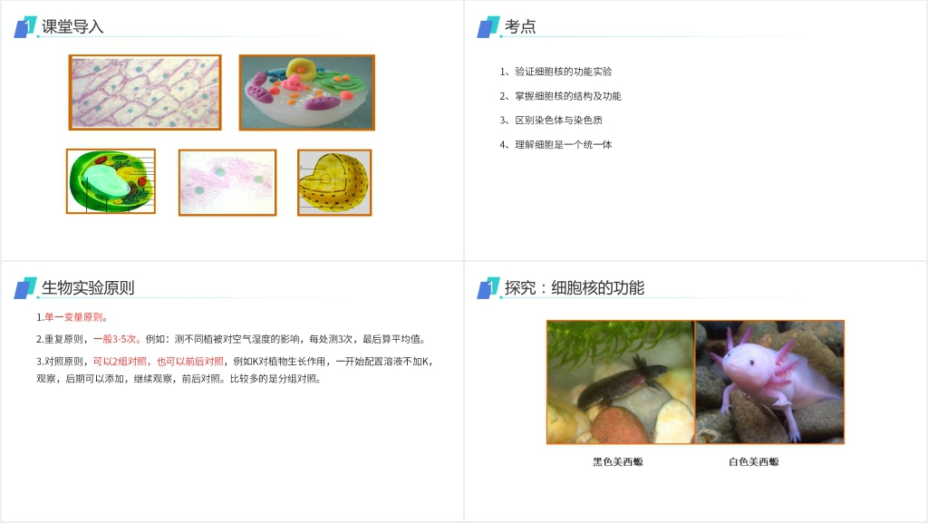 人教版必修高一生物《细胞核(系统的控制中心)》PPT课件 人教版必修高一生物《细胞核(系统的控制中心)》PPT课件