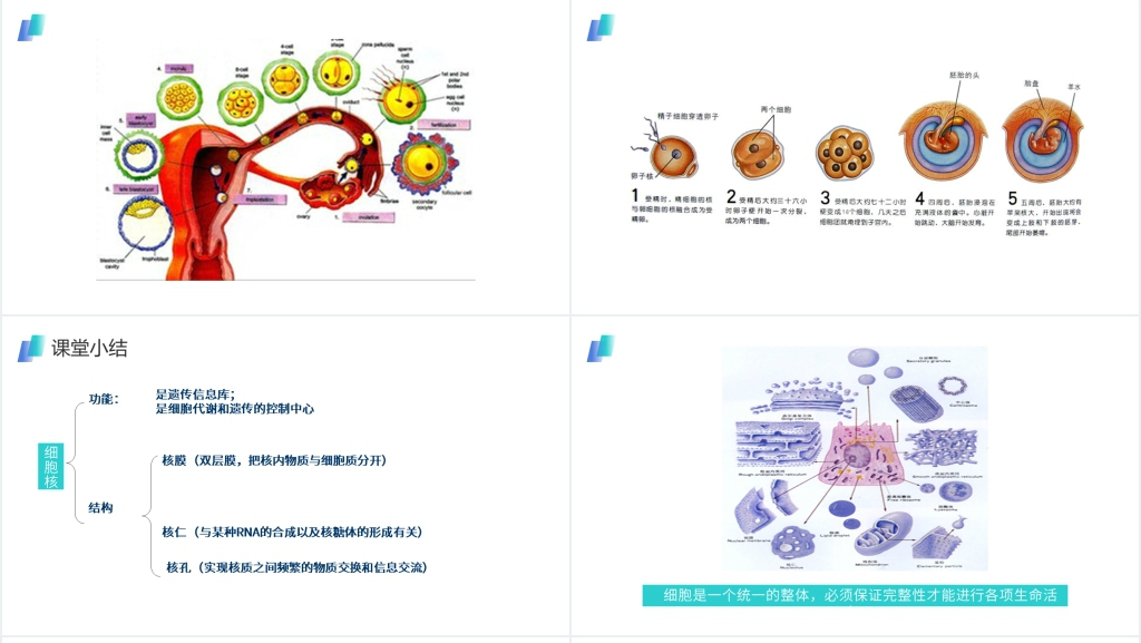 人教版必修高一生物《细胞核(系统的控制中心)》PPT课件 人教版必修高一生物《细胞核(系统的控制中心)》PPT课件