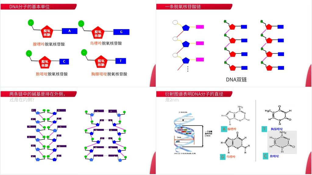 高一下册生物必修二《DNA分子的结构》PPT课件
