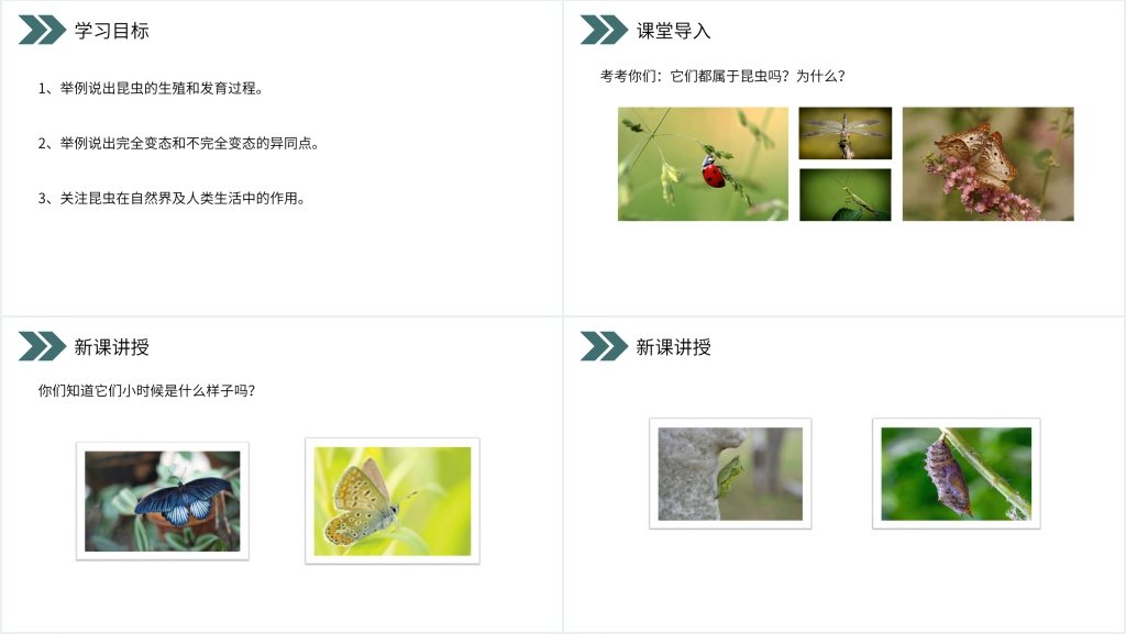 人教版初中生物八年级初二下册《昆虫的生殖和发育》PPT课件 人教版初中生物八年级初二下册《昆虫的生殖和发育》PPT课件
