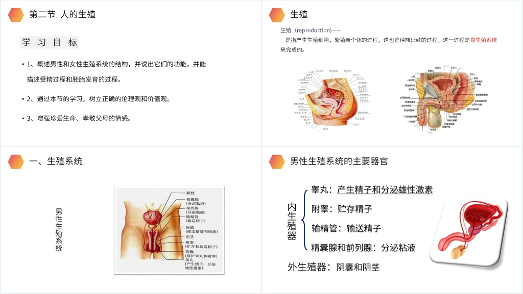 人教版生物初中七年级初一下册《人的生殖》PPT课件 人教版生物初中七年级初一下册《人的生殖》PPT课件