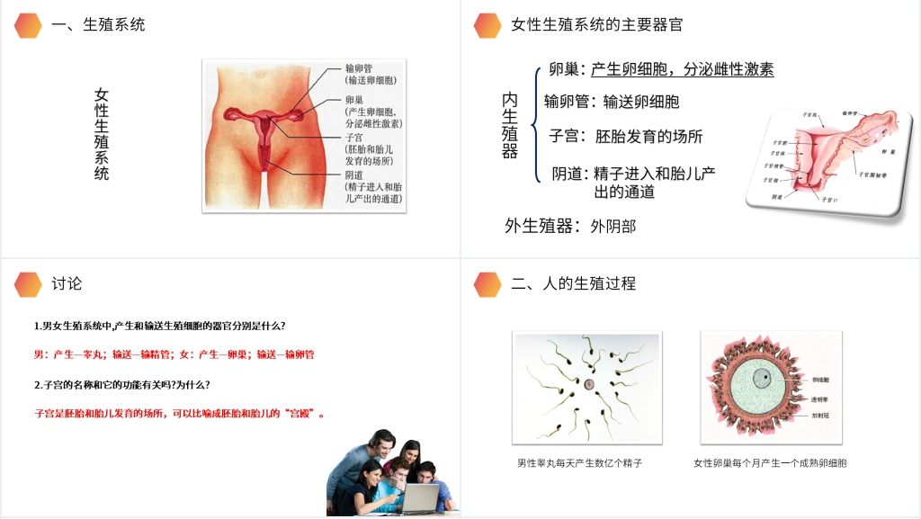 人教版生物初中七年级初一下册《人的生殖》PPT课件 人教版生物初中七年级初一下册《人的生殖》PPT课件