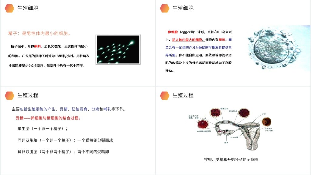 人教版生物初中七年级初一下册《人的生殖》PPT课件 人教版生物初中七年级初一下册《人的生殖》PPT课件