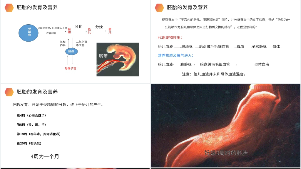 人教版生物初中七年级初一下册《人的生殖》PPT课件 人教版生物初中七年级初一下册《人的生殖》PPT课件