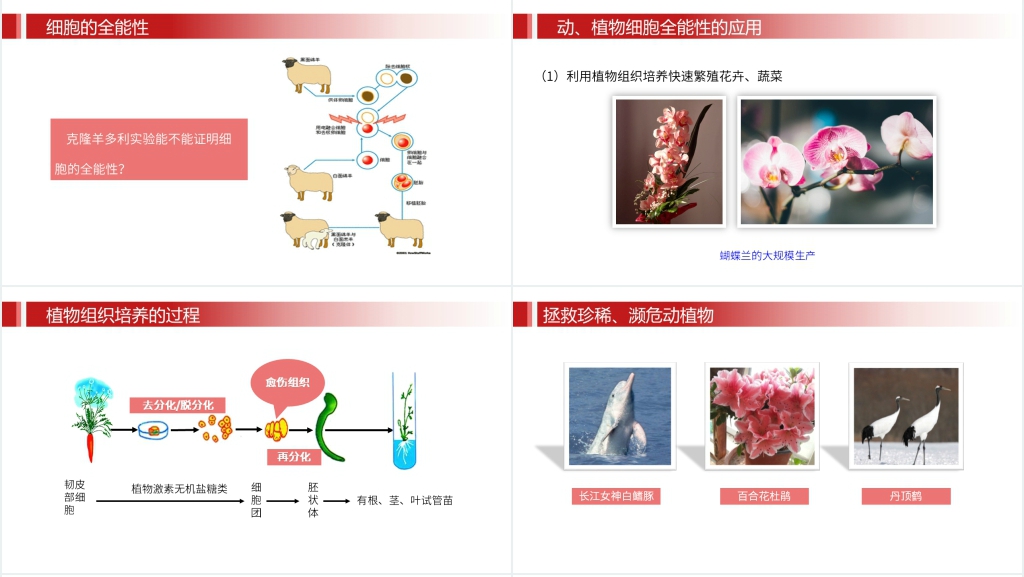 人教版必修高一生物《细胞的衰老和凋亡》PPT课件 人教版必修高一生物《细胞的衰老和凋亡》PPT课件