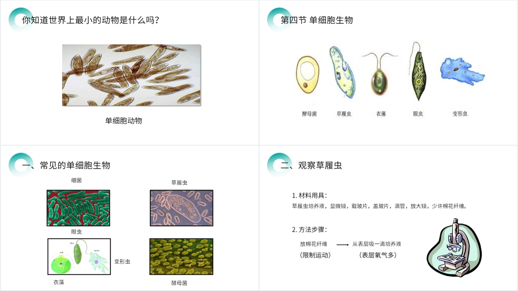 人教版七年级初一生物上册《单细胞生物》PPT课件 人教版七年级初一生物上册《单细胞生物》PPT课件