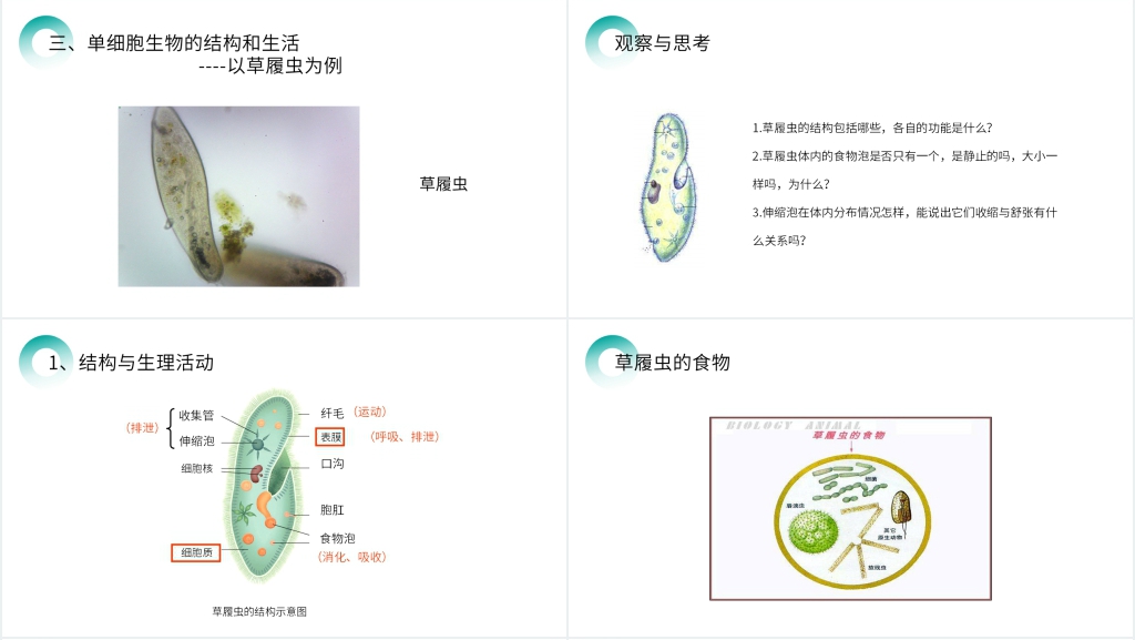 人教版七年级初一生物上册《单细胞生物》PPT课件 人教版七年级初一生物上册《单细胞生物》PPT课件