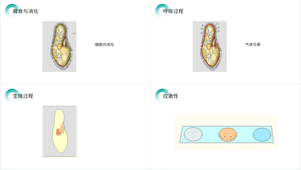 人教版七年级初一生物上册《单细胞生物》PPT课件 人教版七年级初一生物上册《单细胞生物》PPT课件