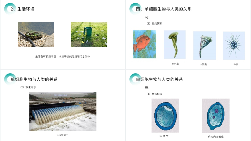 人教版七年级初一生物上册《单细胞生物》PPT课件 人教版七年级初一生物上册《单细胞生物》PPT课件