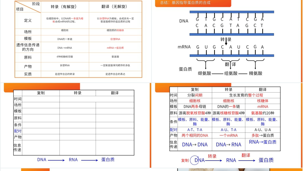 高一下册生物必修二《基因指导蛋白质的合成》PPT课件 高一下册生物必修二《基因指导蛋白质的合成》PPT课件
