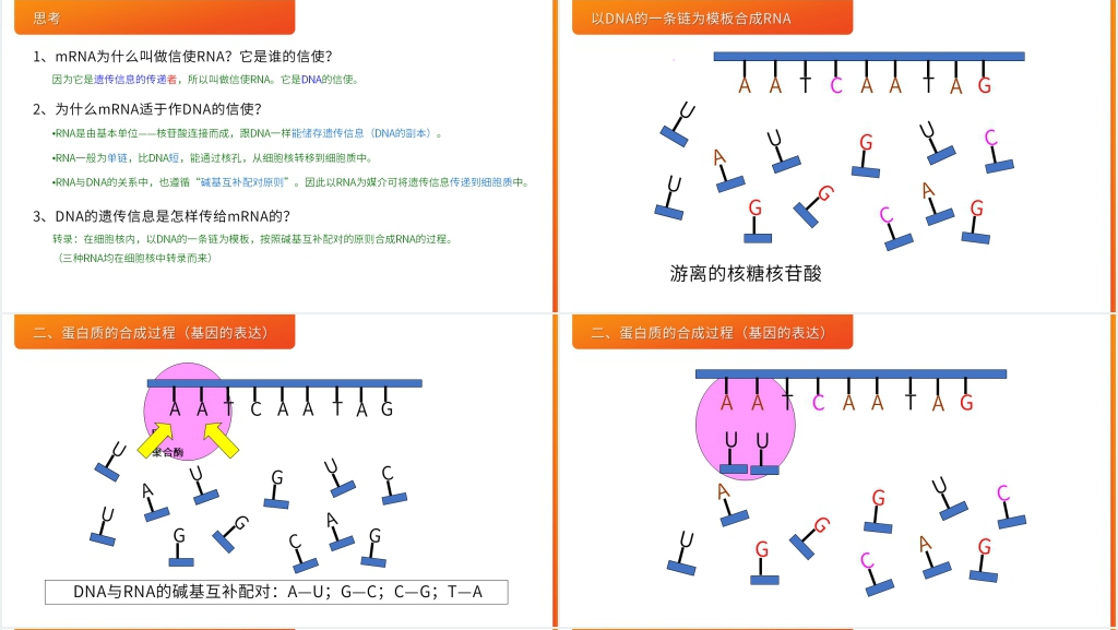 高一下册生物必修二《基因指导蛋白质的合成》PPT课件 高一下册生物必修二《基因指导蛋白质的合成》PPT课件