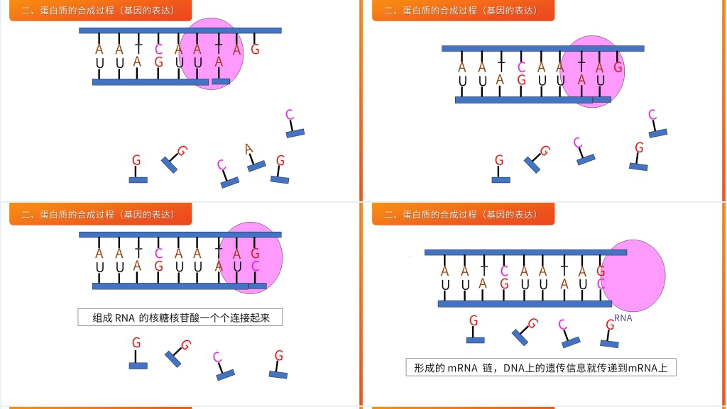 高一下册生物必修二《基因指导蛋白质的合成》PPT课件 高一下册生物必修二《基因指导蛋白质的合成》PPT课件