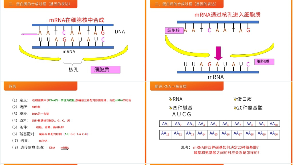 高一下册生物必修二《基因指导蛋白质的合成》PPT课件 高一下册生物必修二《基因指导蛋白质的合成》PPT课件