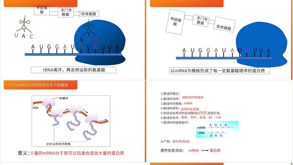 高一下册生物必修二《基因指导蛋白质的合成》PPT课件 高一下册生物必修二《基因指导蛋白质的合成》PPT课件