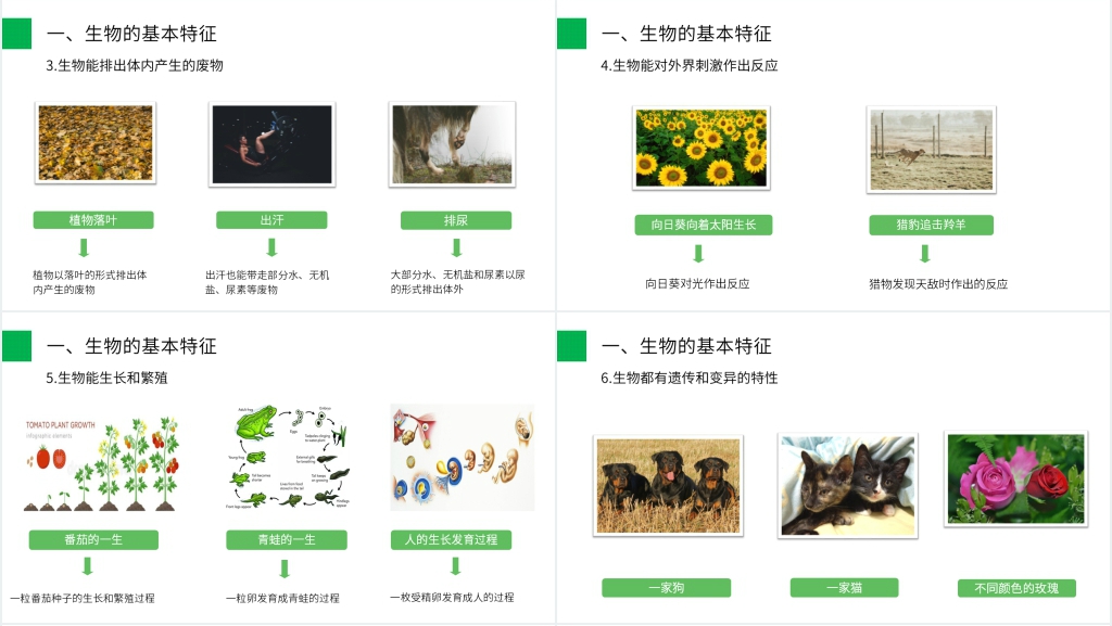 人教版七年级初一生物上册《生物的基本特征》PPT课件 人教版七年级初一生物上册《生物的基本特征》PPT课件