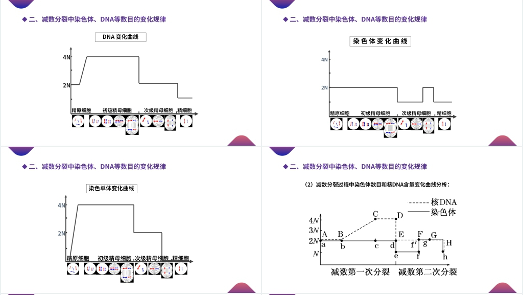 高一下册生物必修二《减数分裂和受精作用》教学PPT课件 高一下册生物必修二《减数分裂和受精作用》教学PPT课件