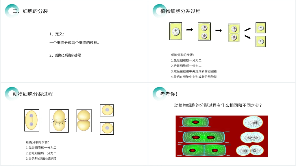 人教版七年级初一生物上册《细胞通过分裂产生新细胞》PPT课件 人教版七年级初一生物上册《细胞通过分裂产生新细胞》PPT课件