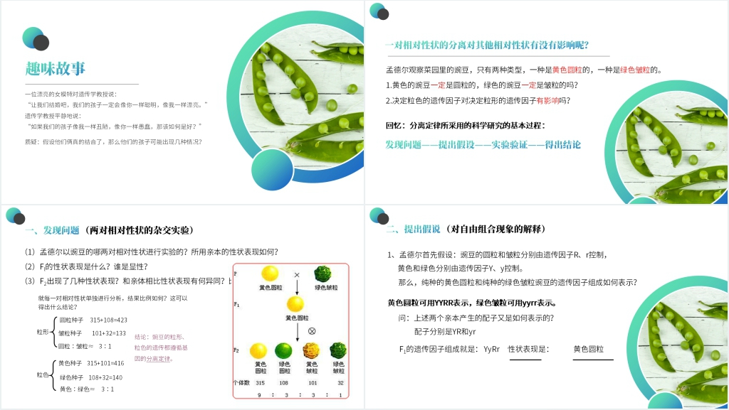 高一下册生物必修二《豌豆杂交实验》(第1.1课时)PPT课件 高一下册生物必修二《豌豆杂交实验》(第1.1课时)PPT课件