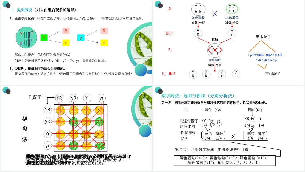 高一下册生物必修二《豌豆杂交实验》(第1.1课时)PPT课件 高一下册生物必修二《豌豆杂交实验》(第1.1课时)PPT课件