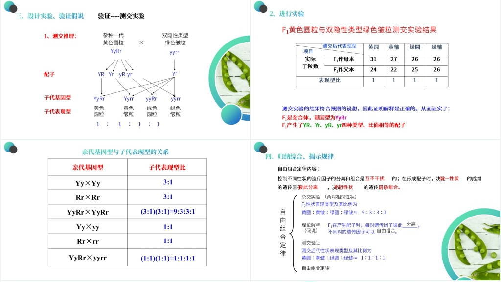 高一下册生物必修二《豌豆杂交实验》(第1.1课时)PPT课件 高一下册生物必修二《豌豆杂交实验》(第1.1课时)PPT课件