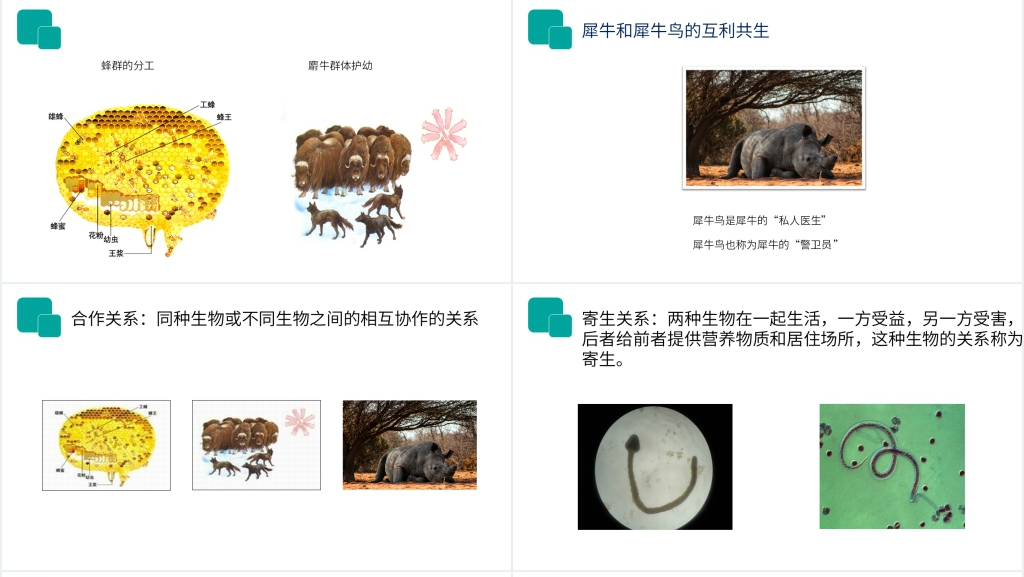 人教版七年级初一生物上册《生物与环境的关系》讲课PPT课件 人教版七年级初一生物上册《生物与环境的关系》讲课PPT课件