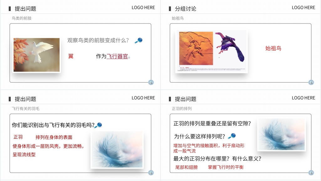 八年级上册初二生物《鸟》PPT课件