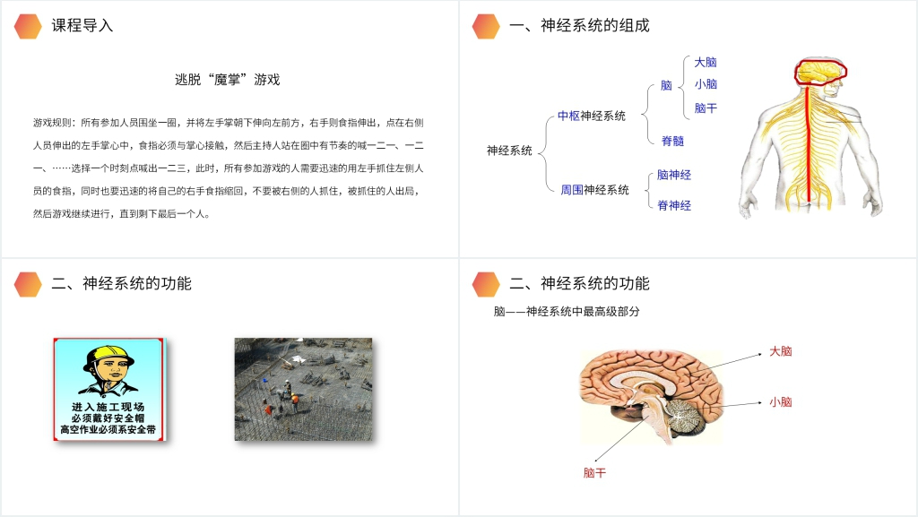 人教版生物七年级初一下册《神经系统的组成》PPT课件 人教版生物七年级初一下册《神经系统的组成》PPT课件