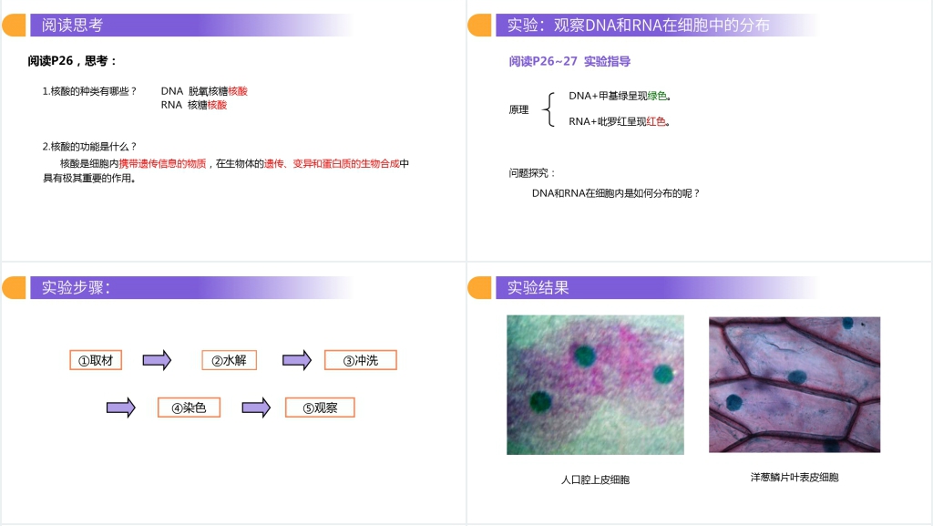 人教版必修高一生物《遗传信息的携带者(核酸)》PPT课件 人教版必修高一生物《遗传信息的携带者(核酸)》PPT课件
