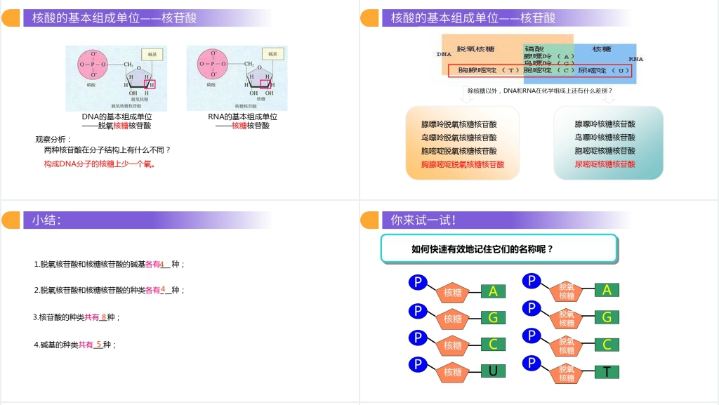 人教版必修高一生物《遗传信息的携带者(核酸)》PPT课件 人教版必修高一生物《遗传信息的携带者(核酸)》PPT课件