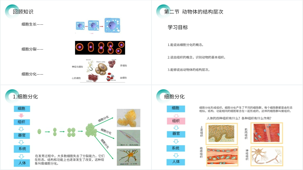 人教版七年级初一生物上册《动物体的结构层次》PPT课件 人教版七年级初一生物上册《动物体的结构层次》PPT课件