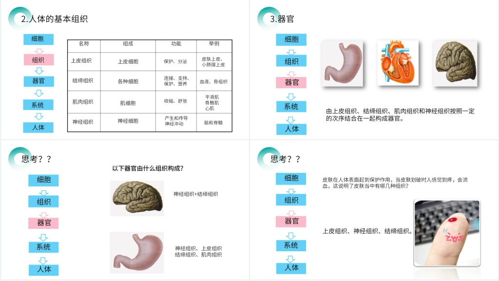 人教版七年级初一生物上册《动物体的结构层次》PPT课件 人教版七年级初一生物上册《动物体的结构层次》PPT课件