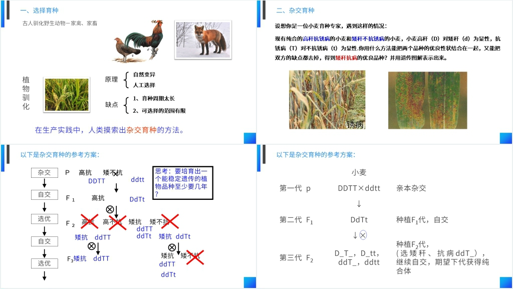 高一下册生物必修二《杂交育种和诱变育种》PPT课件