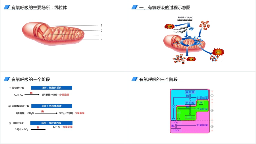 人教版必修高一生物《ATP的主要来源(细胞呼吸)》教案PPT课件 人教版必修高一生物《ATP的主要来源(细胞呼吸)》教案PPT课件