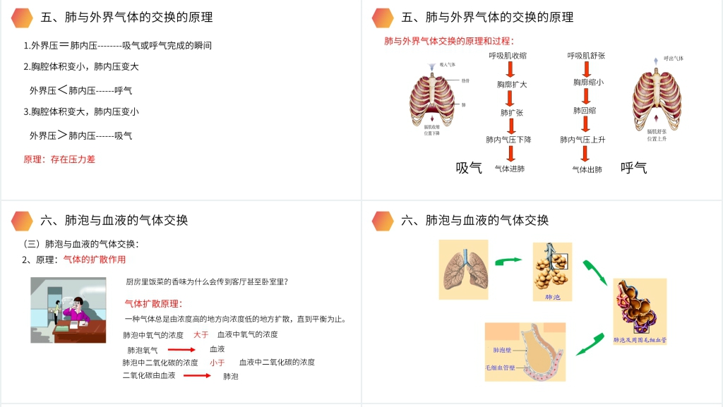 人教版生物七年级初一下册《发生在肺内的气体交换》PPT课件 人教版生物七年级初一下册《发生在肺内的气体交换》PPT课件