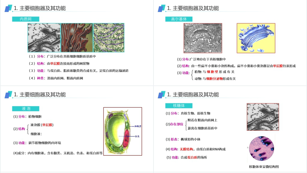 人教版必修高一生物《细胞器(系统内的分工合作)》PPT课件 人教版必修高一生物《细胞器(系统内的分工合作)》PPT课件