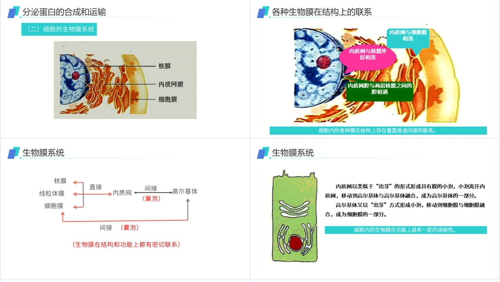 人教版必修高一生物《细胞器(系统内的分工合作)》PPT课件 人教版必修高一生物《细胞器(系统内的分工合作)》PPT课件