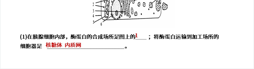 人教版必修高一生物《细胞器(系统内的分工合作)》PPT课件 人教版必修高一生物《细胞器(系统内的分工合作)》PPT课件