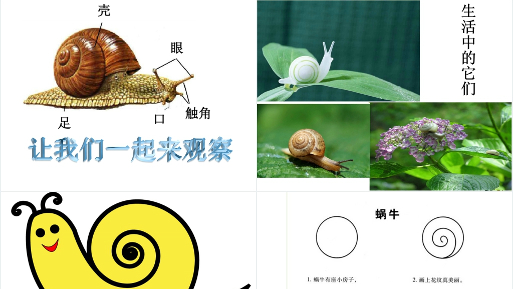 中班美术《蜗牛》PPT课件 中班美术《蜗牛》PPT课件