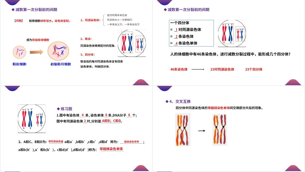 高一下册生物必修二《减数分裂和受精作用》(第2.1.1课时)PPT课件 高一下册生物必修二《减数分裂和受精作用》(第2.1.1课时)PPT课件