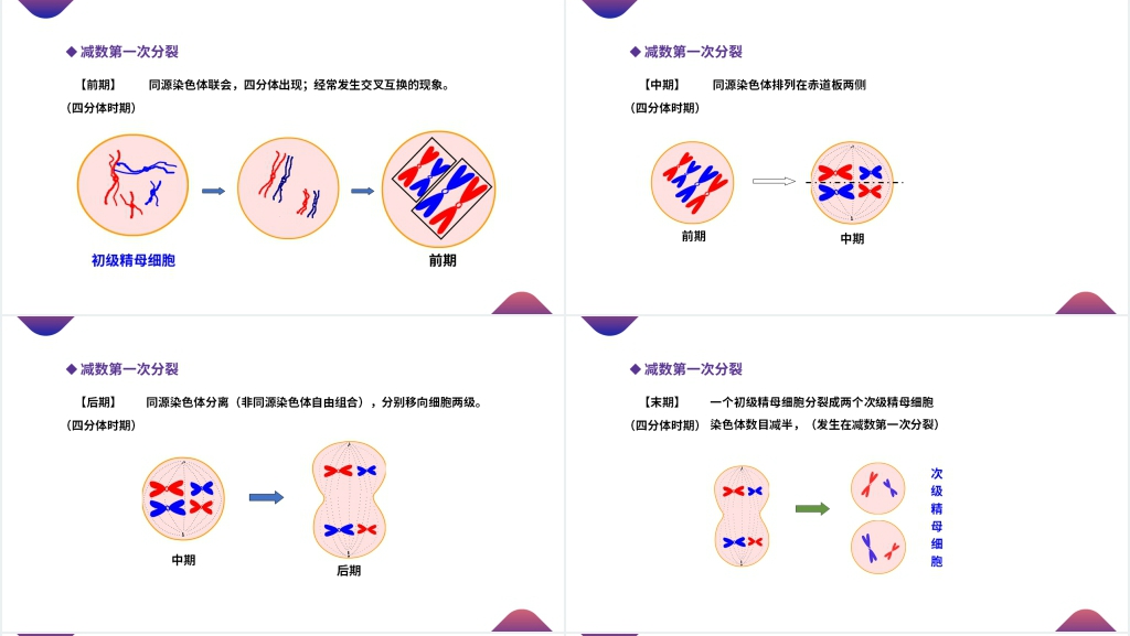 高一下册生物必修二《减数分裂和受精作用》(第2.1.1课时)PPT课件 高一下册生物必修二《减数分裂和受精作用》(第2.1.1课时)PPT课件