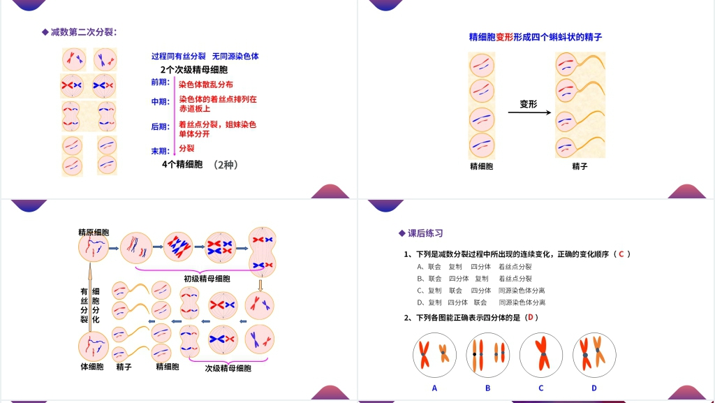 高一下册生物必修二《减数分裂和受精作用》(第2.1.1课时)PPT课件 高一下册生物必修二《减数分裂和受精作用》(第2.1.1课时)PPT课件