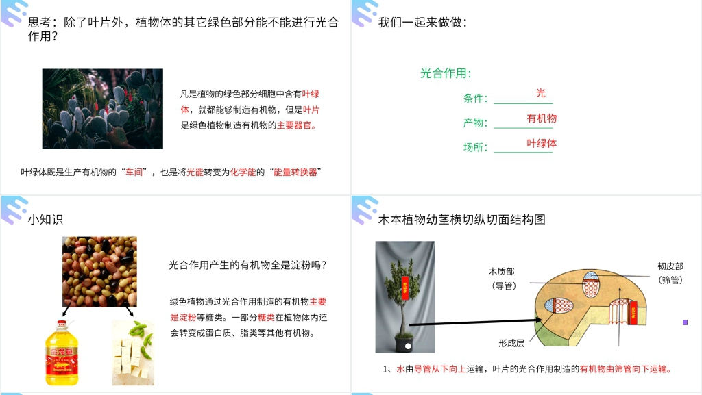 人教版七年级初一上册生物《绿色植物是生物圈中有机物的制造者》PPT课件 人教版七年级初一上册生物《绿色植物是生物圈中有机物的制造者》PPT课件