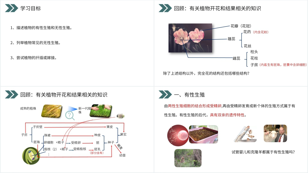 人教版初中生物八年级初二下册《生物的生殖和发育(植物的生殖)》PPT课件 人教版初中生物八年级初二下册《生物的生殖和发育(植物的生殖)》PPT课件