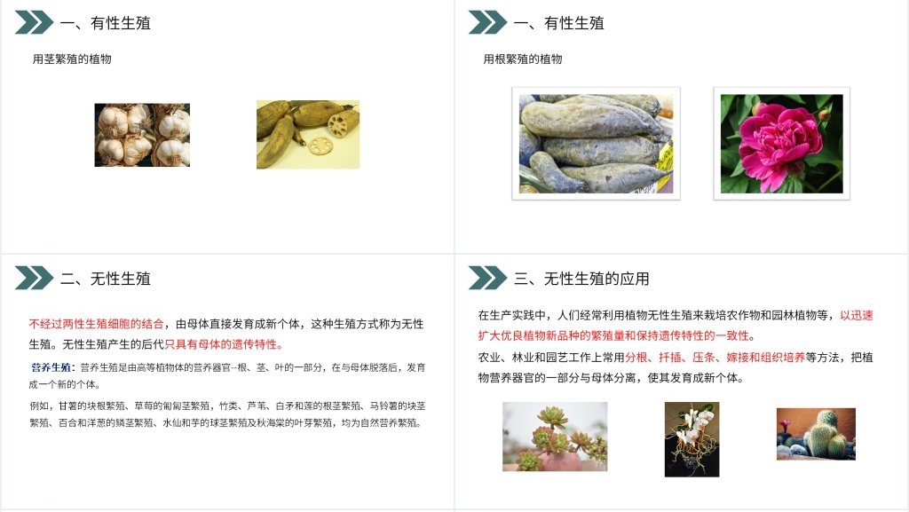 人教版初中生物八年级初二下册《生物的生殖和发育(植物的生殖)》PPT课件 人教版初中生物八年级初二下册《生物的生殖和发育(植物的生殖)》PPT课件