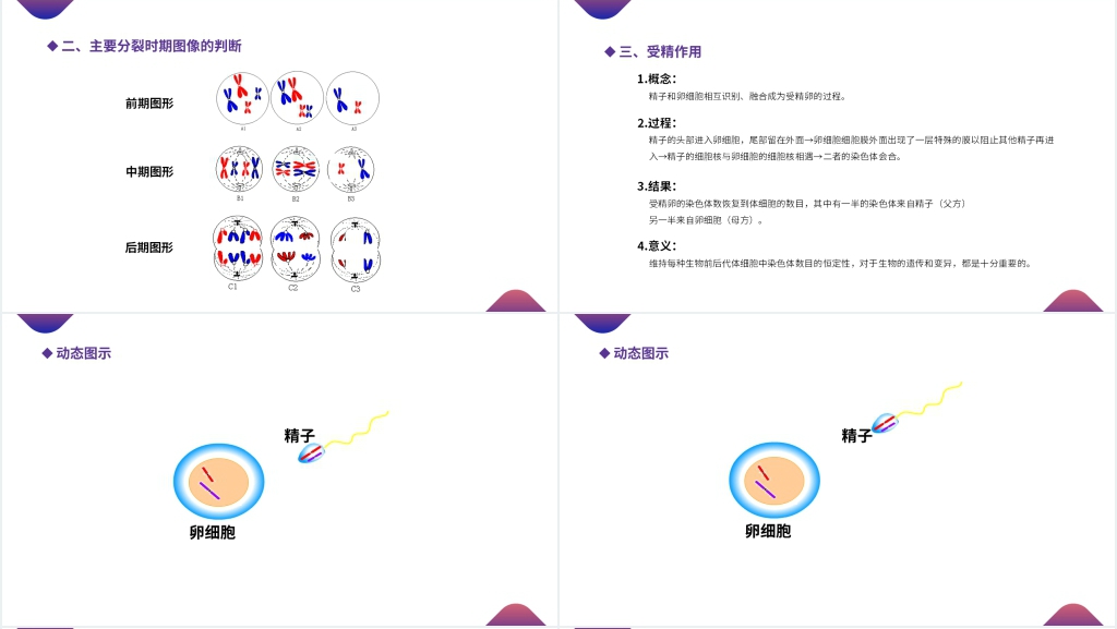 高一下册生物必修二《减数分裂和受精作用》PPT课件 高一下册生物必修二《减数分裂和受精作用》PPT课件
