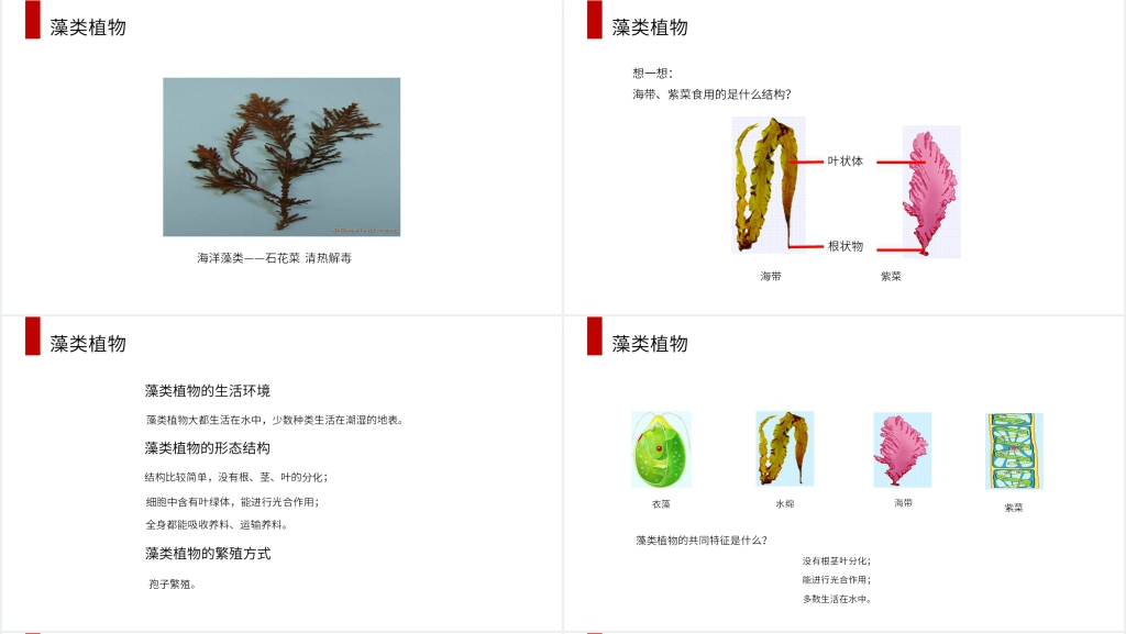 人教版七年级初一生物上册《藻类、苔藓和蕨类植物》PPT课件 人教版七年级初一生物上册《藻类、苔藓和蕨类植物》PPT课件