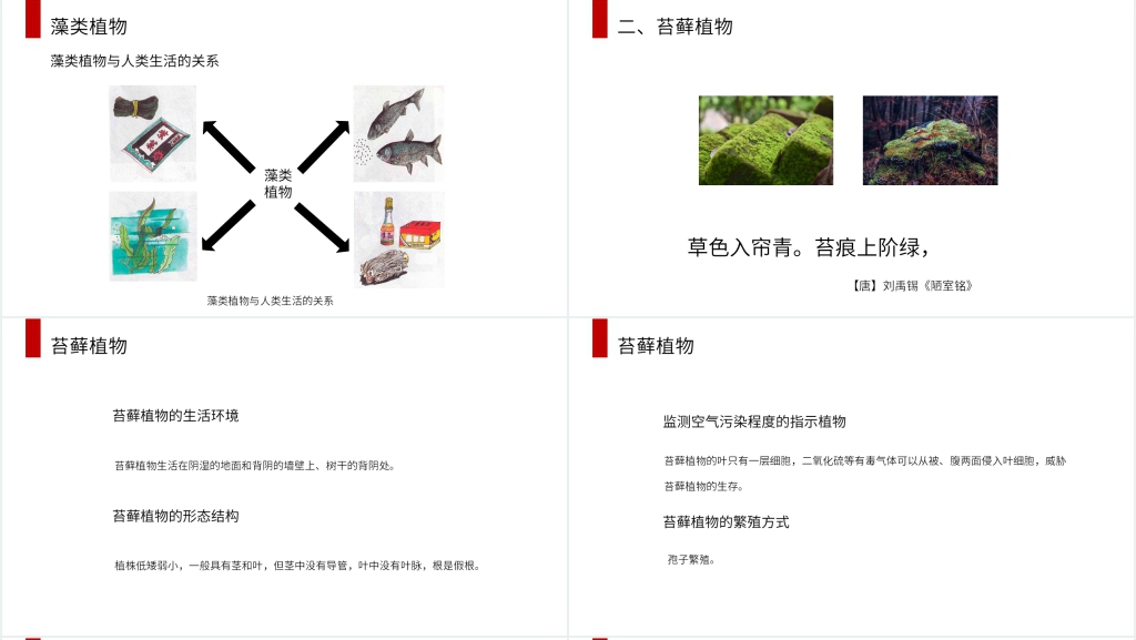 人教版七年级初一生物上册《藻类、苔藓和蕨类植物》PPT课件 人教版七年级初一生物上册《藻类、苔藓和蕨类植物》PPT课件
