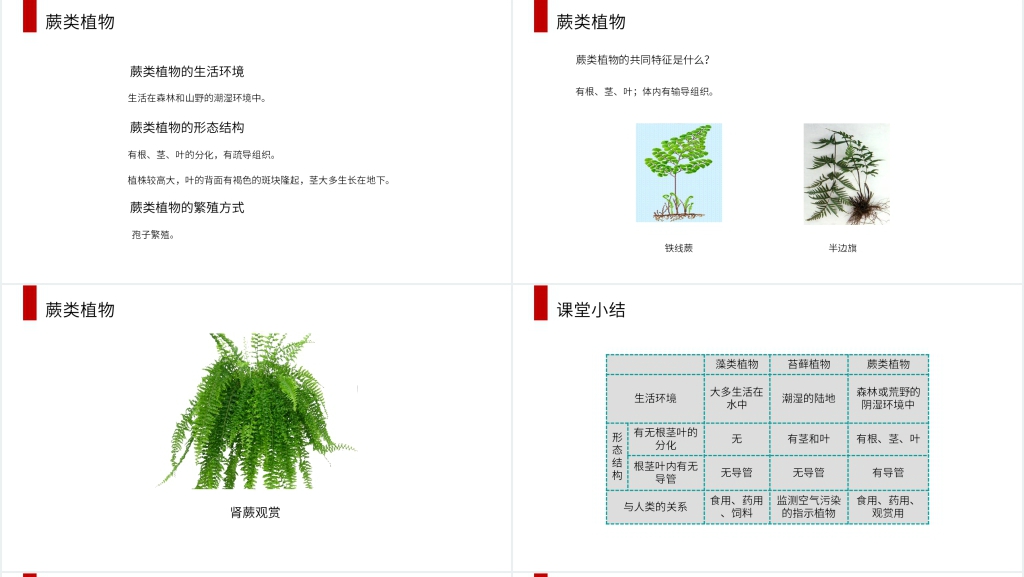 人教版七年级初一生物上册《藻类、苔藓和蕨类植物》PPT课件 人教版七年级初一生物上册《藻类、苔藓和蕨类植物》PPT课件