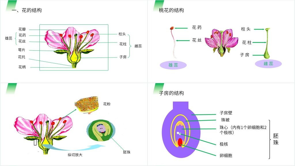 人教版七年级初一生物上册《开花和结果》PPT课件 人教版七年级初一生物上册《开花和结果》PPT课件